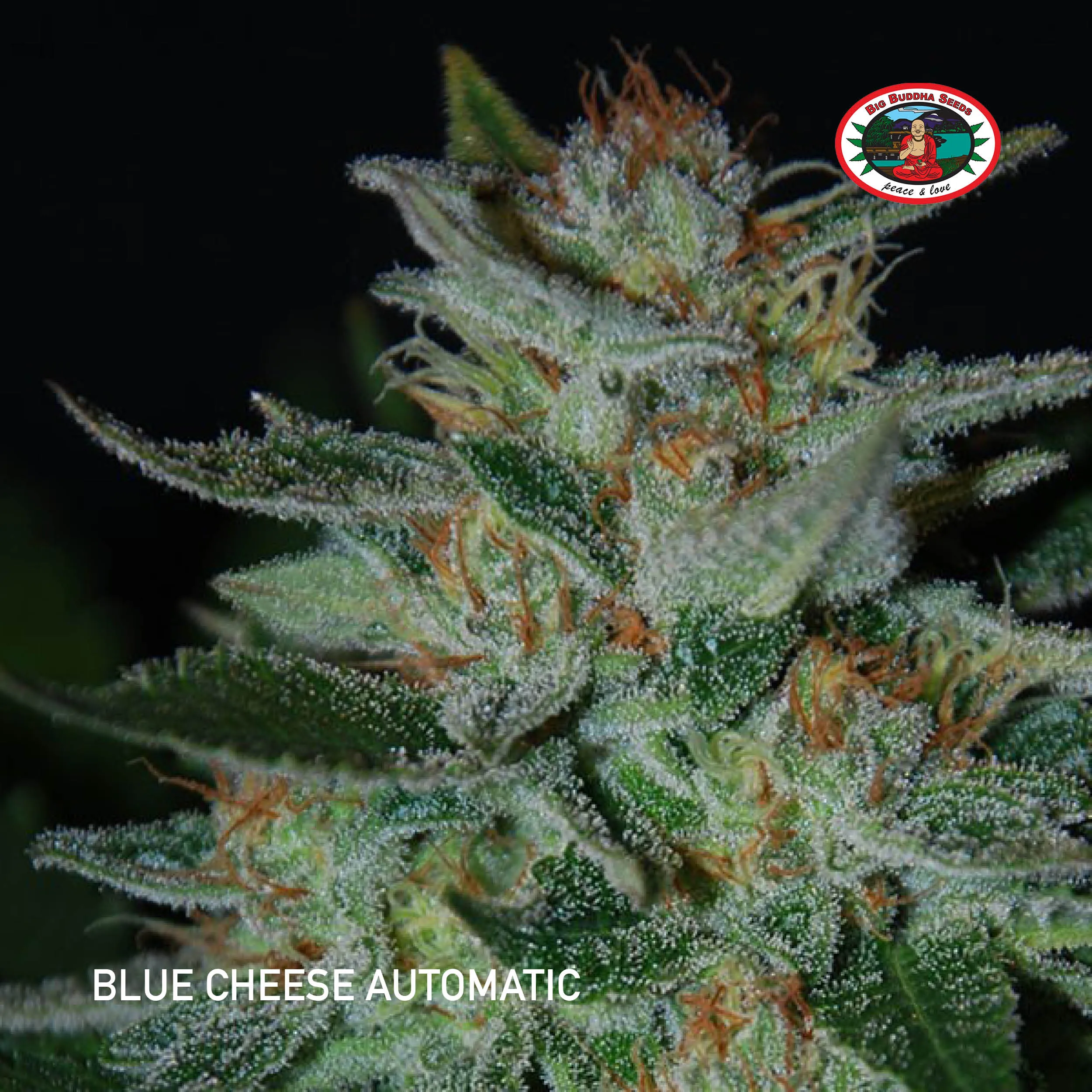 Big Buddha Seeds - Blue Cheese Automatic SALE!!