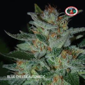 Big Buddha Seeds - Blue Cheese Automatic SALE!!