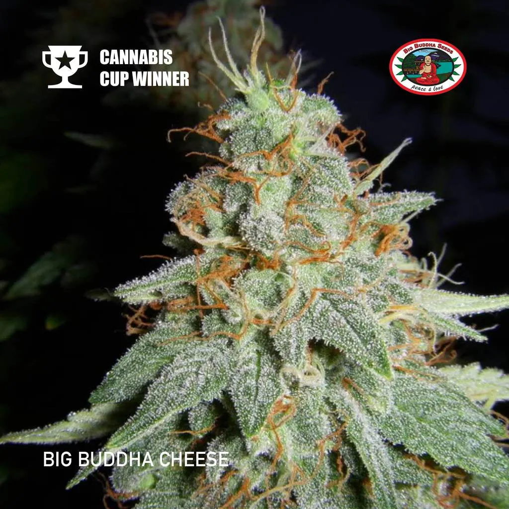 Big Buddha Seeds - Cheese - 15 pack for the price of 10
