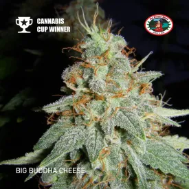 Big Buddha Seeds - Cheese - 15 pack for the price of 10